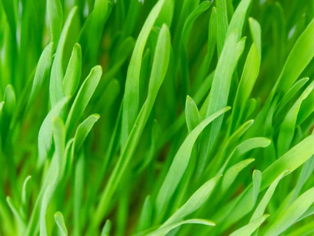 Chlorophyll – Ein Wunderheiler oder Alleskönner?